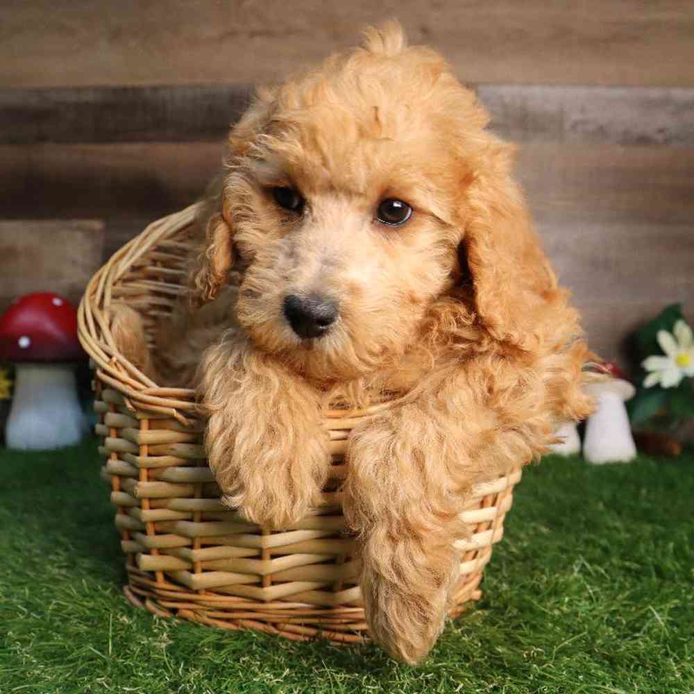 Female Mini Goldendoodle 2nd Gen Puppy for Sale in Blaine, MN