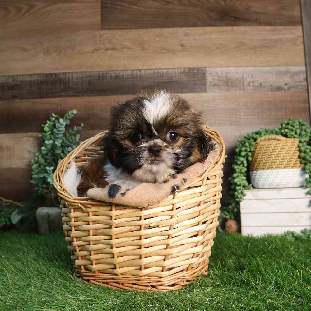 carousel pet images