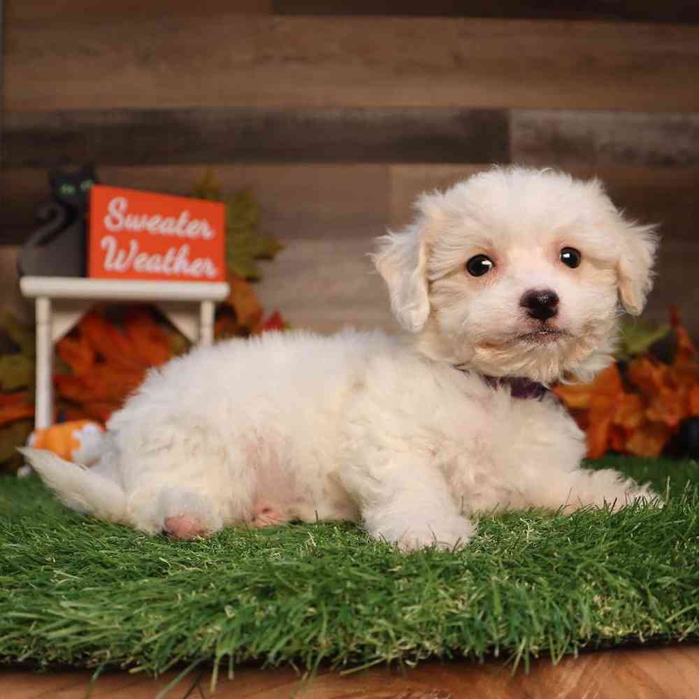 Female Bichon Frise Puppy for Sale in Blaine, MN