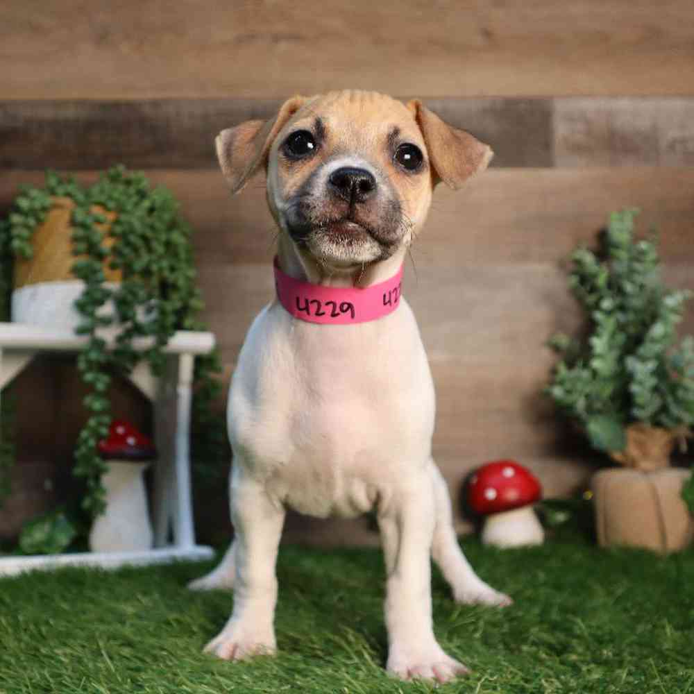 carousel pet images