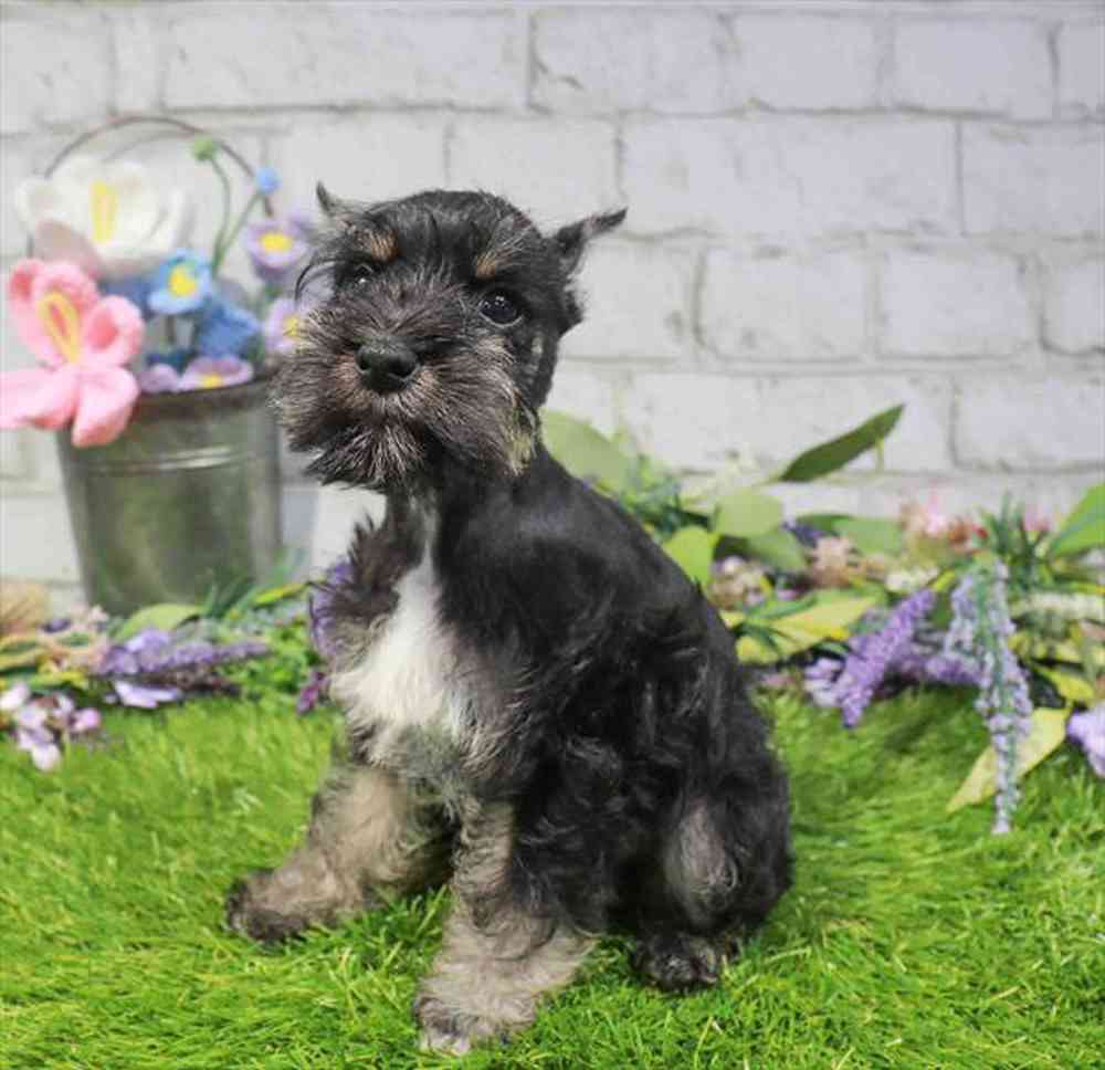 carousel pet images