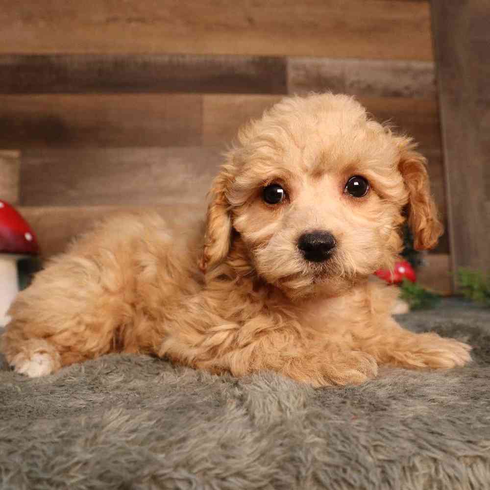 Female Poodle Puppy for Sale in Blaine, MN