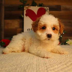 Mini Goldendoodle