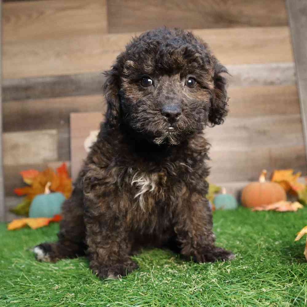 Male Mini Goldendoodle 2nd Gen Puppy for Sale in Blaine, MN