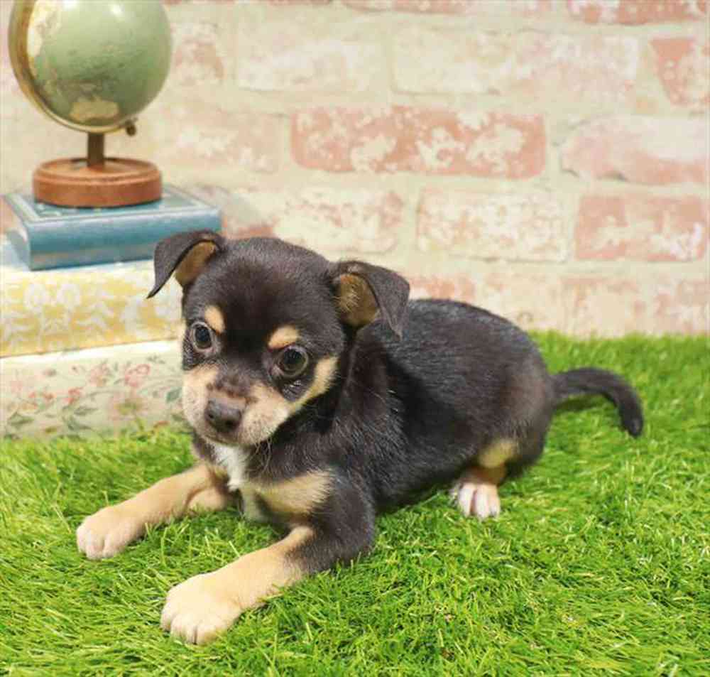 carousel pet images