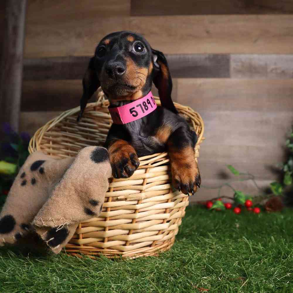 Female Dachshund Puppy for Sale in Blaine, MN