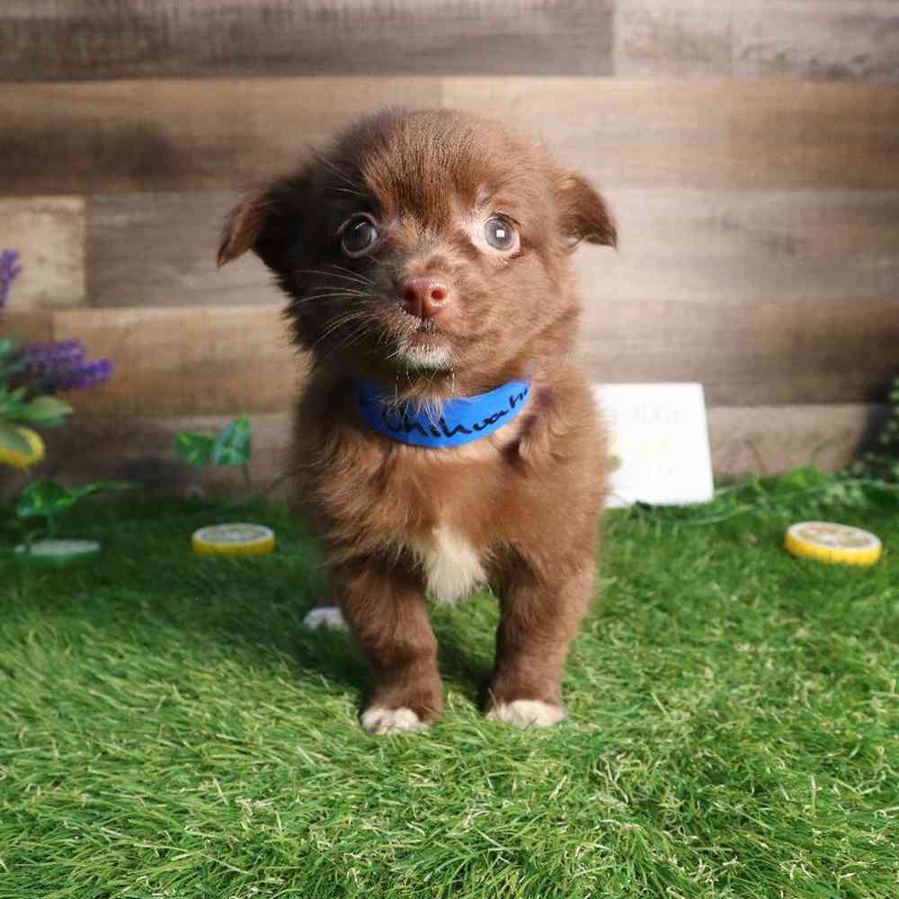 carousel pet images
