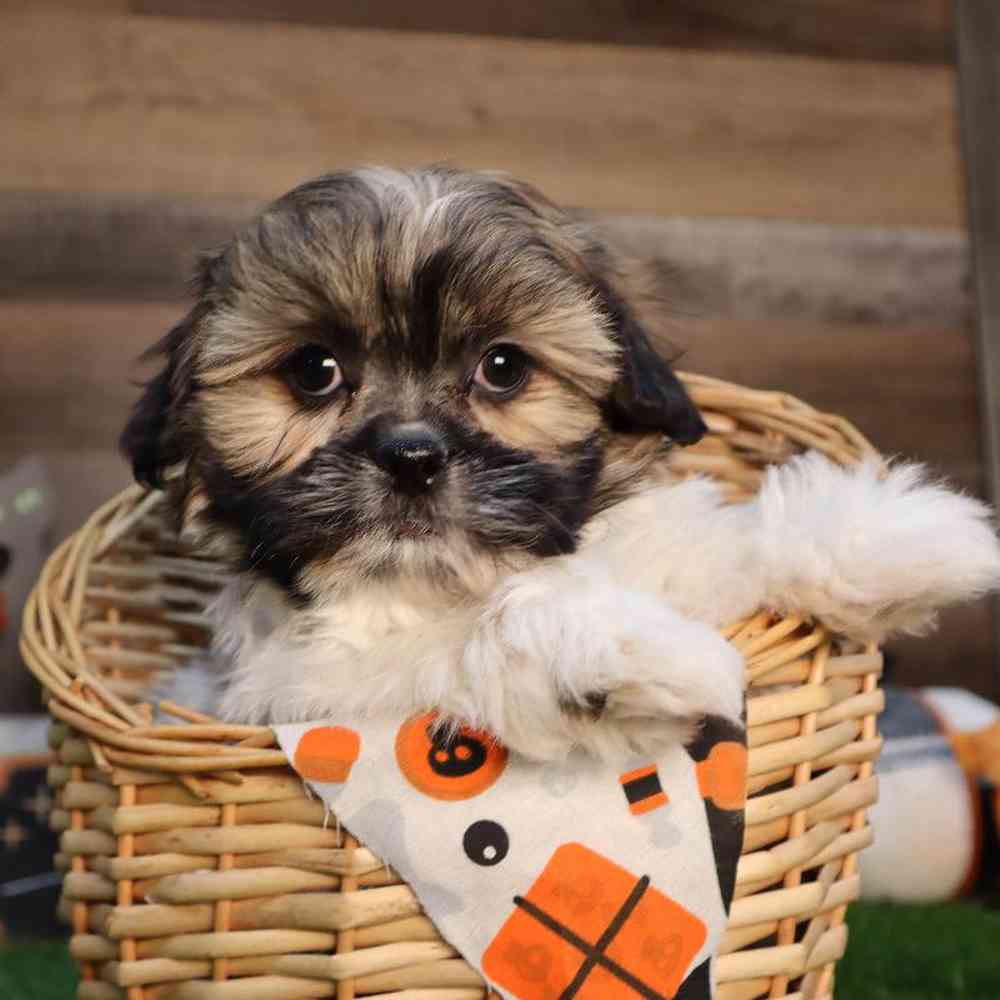 Male Teddy Bear Puppy for Sale in Blaine, MN