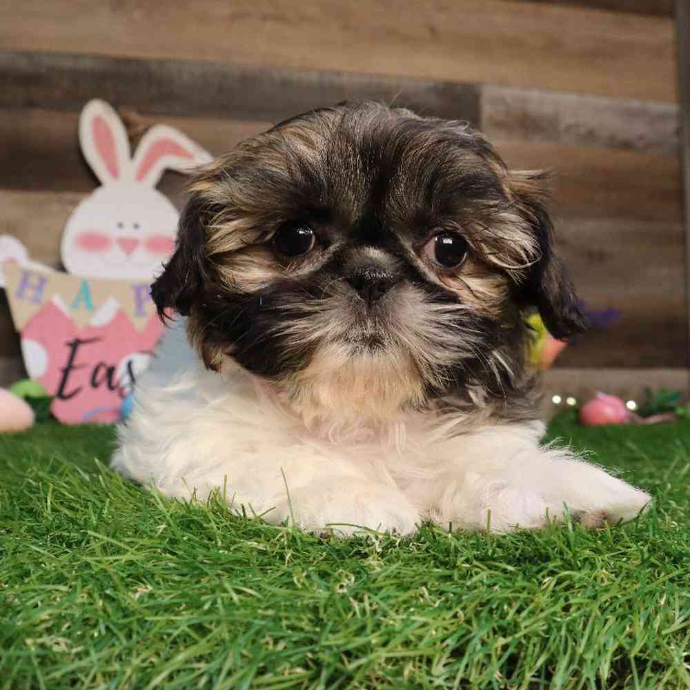 Female Shih Tzu Puppy for Sale in Blaine, MN