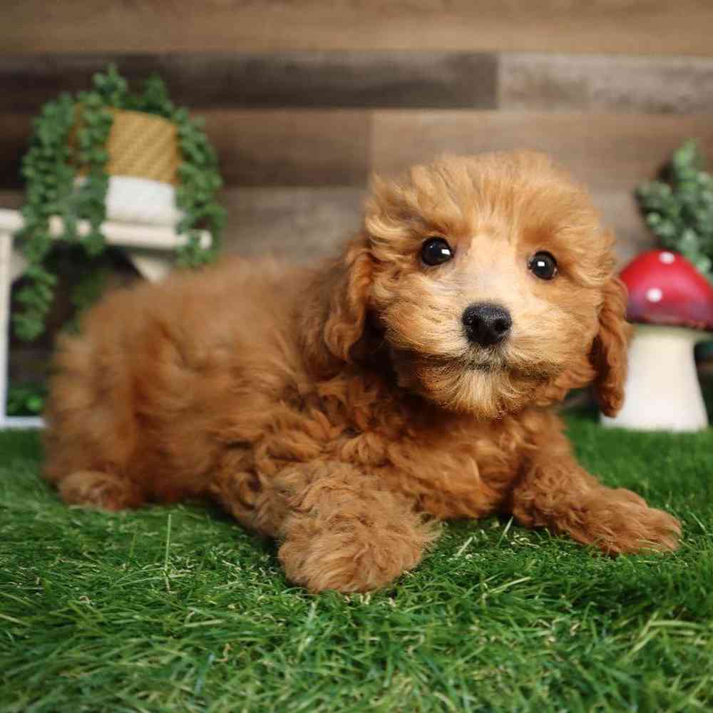 Female Poodle Puppy for Sale in Blaine, MN