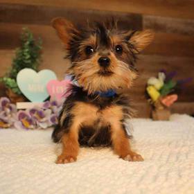 Yorkshire Terrier