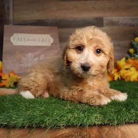 Mini Goldendoodle 2nd Gen