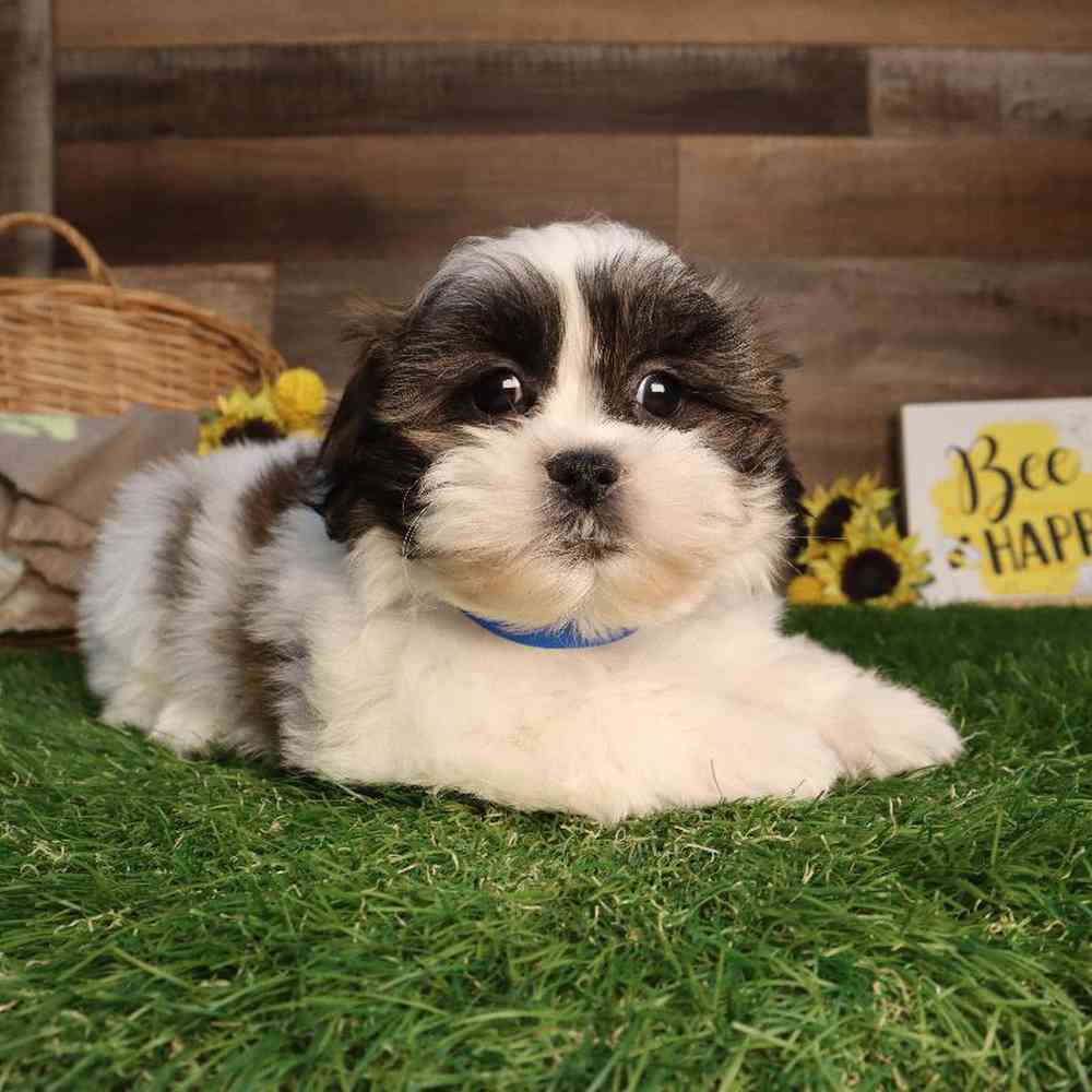 carousel pet images