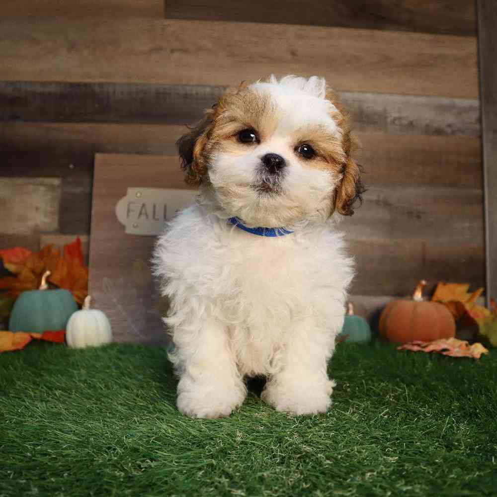 carousel pet images