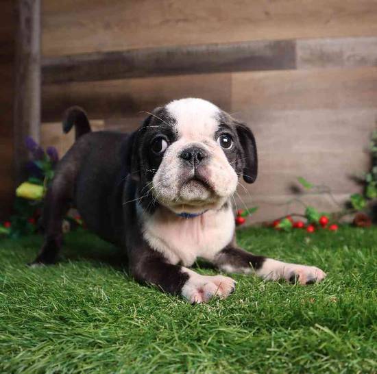 Pugsley