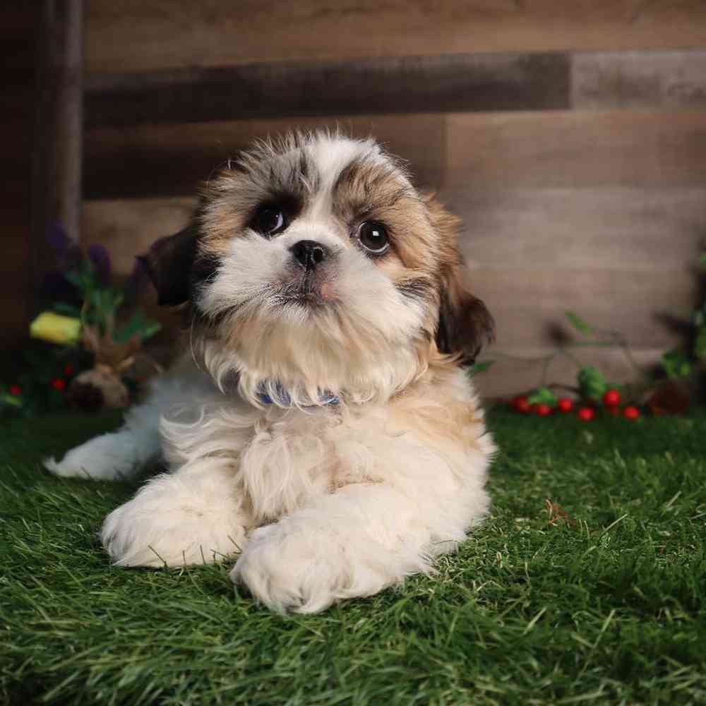 carousel pet images