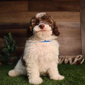 Poodle