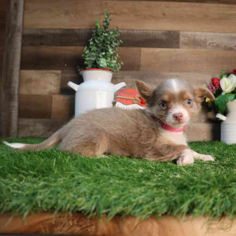 carousel pet images