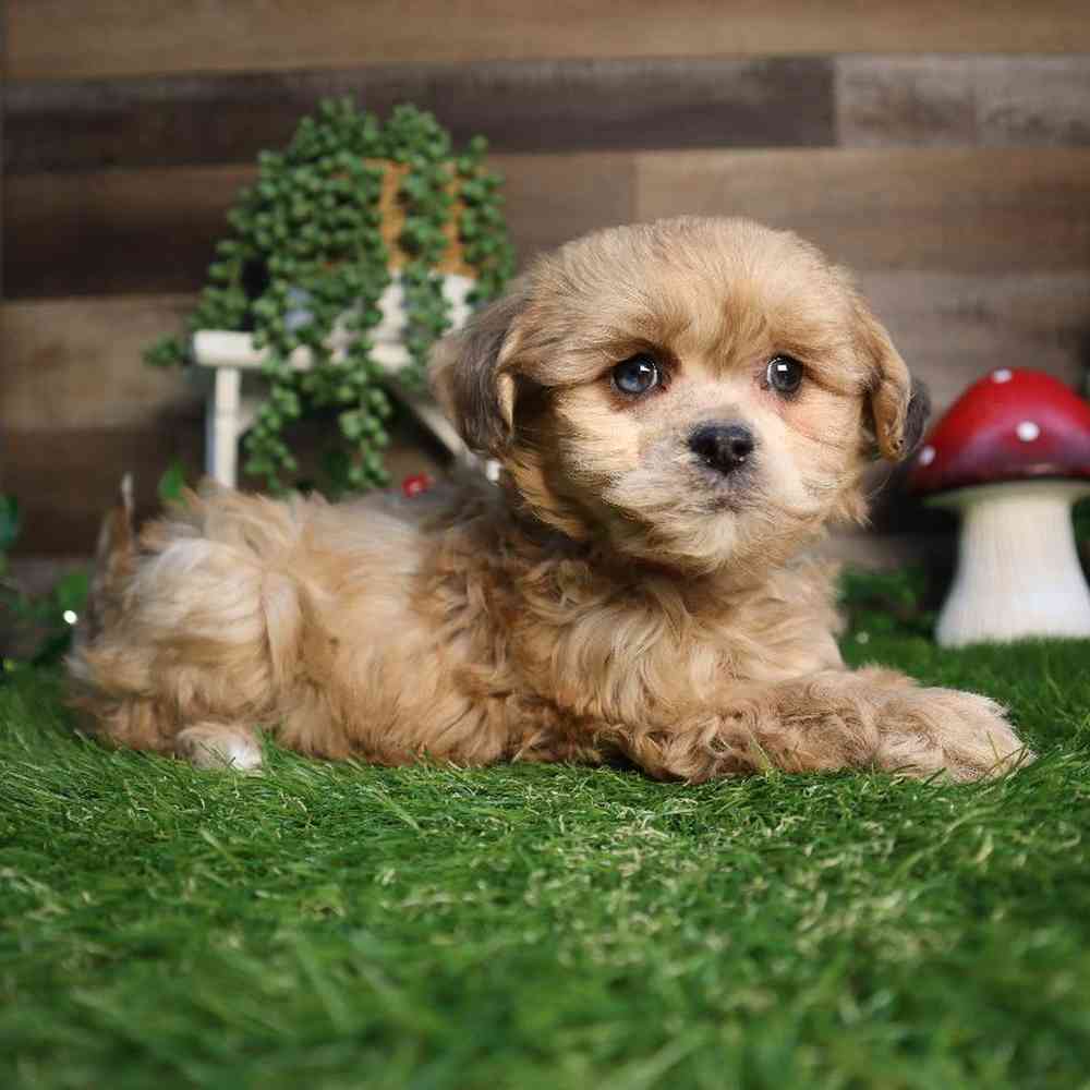 Female Shipoo Puppy for Sale in Blaine, MN
