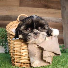 Shih Tzu