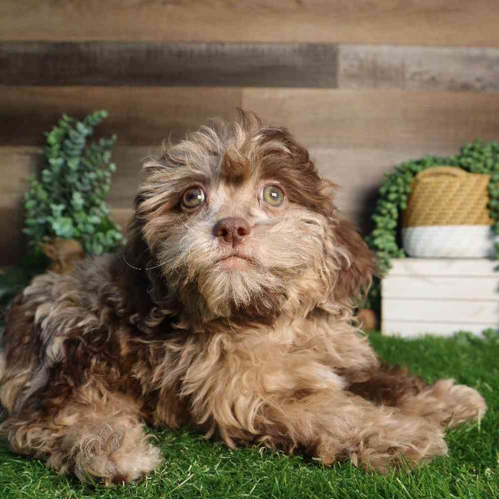carousel pet images