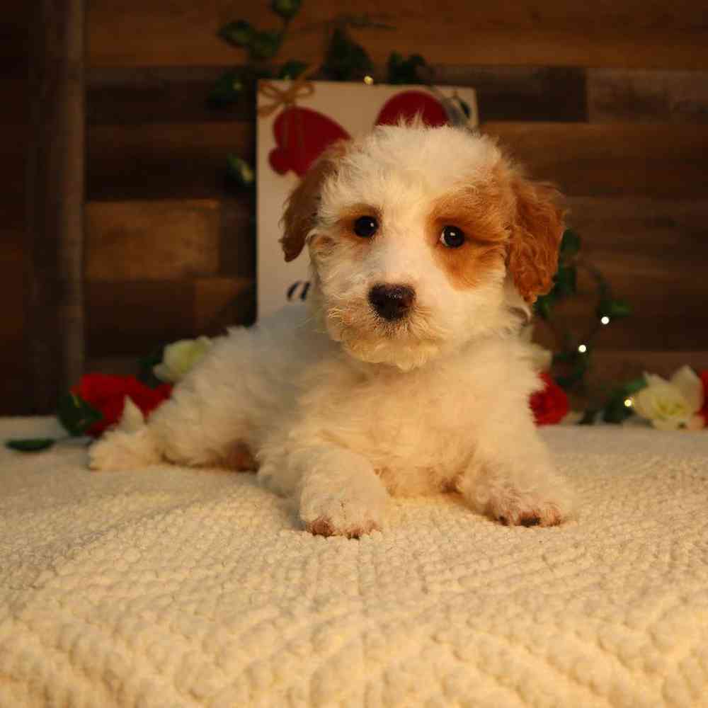 Male Mini Goldendoodle Puppy for Sale in Blaine, MN