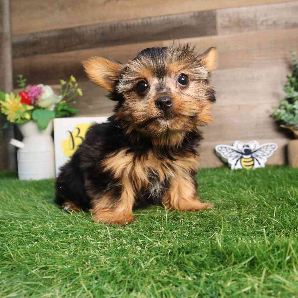 Male Yorkshire Terrier Puppy for Sale in Blaine, MN