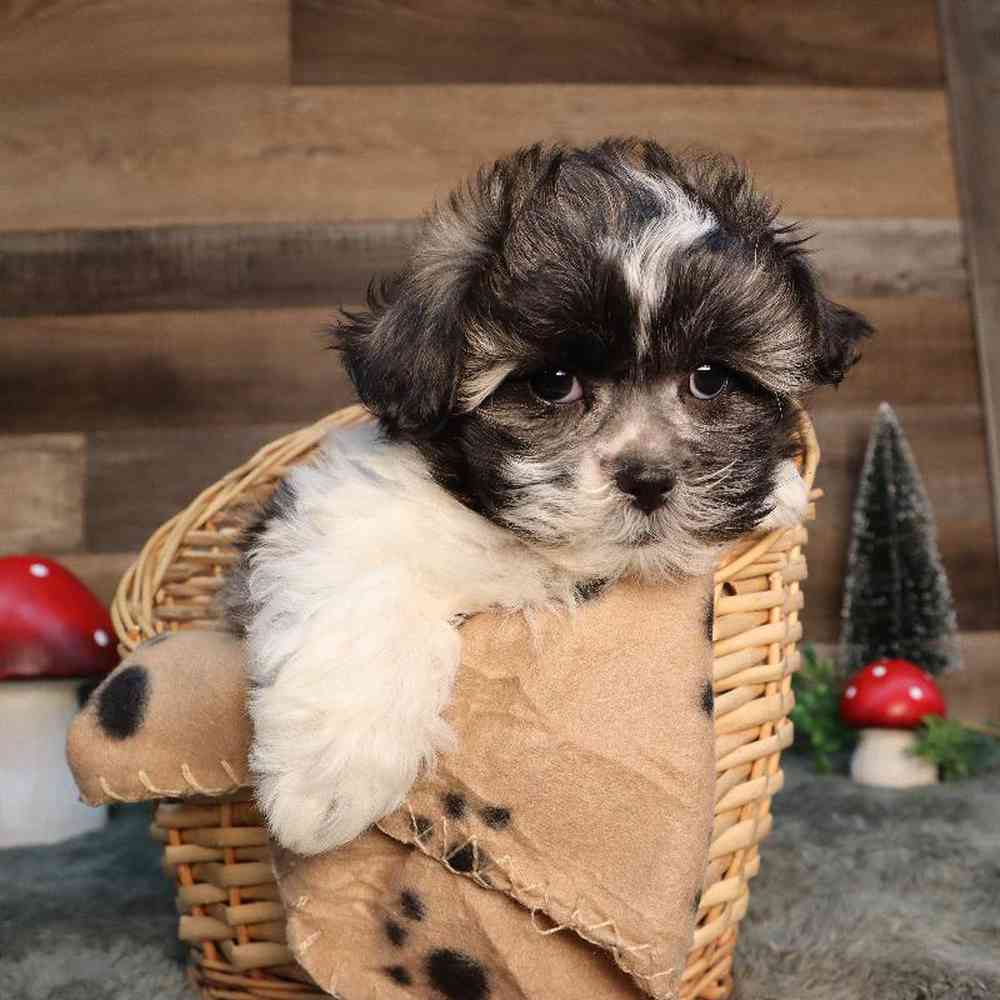 Image of a pet breed in the gallery