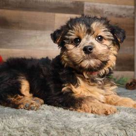 Yorkie-Poo