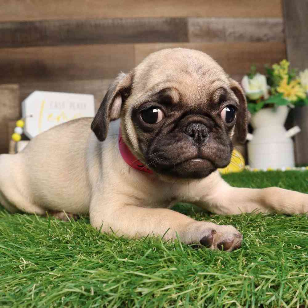 Female Pug Puppy for Sale in Blaine, MN