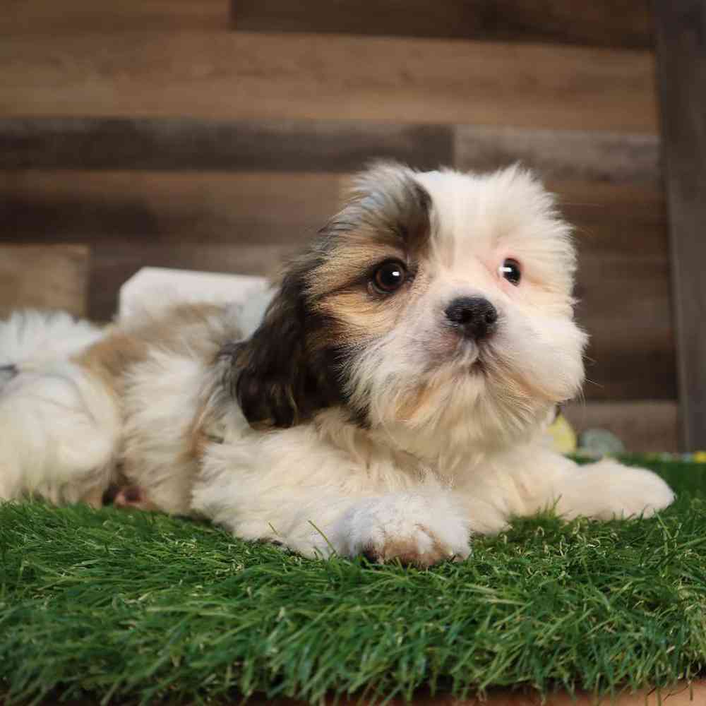 Male Shih Tzu Puppy for Sale in Blaine, MN