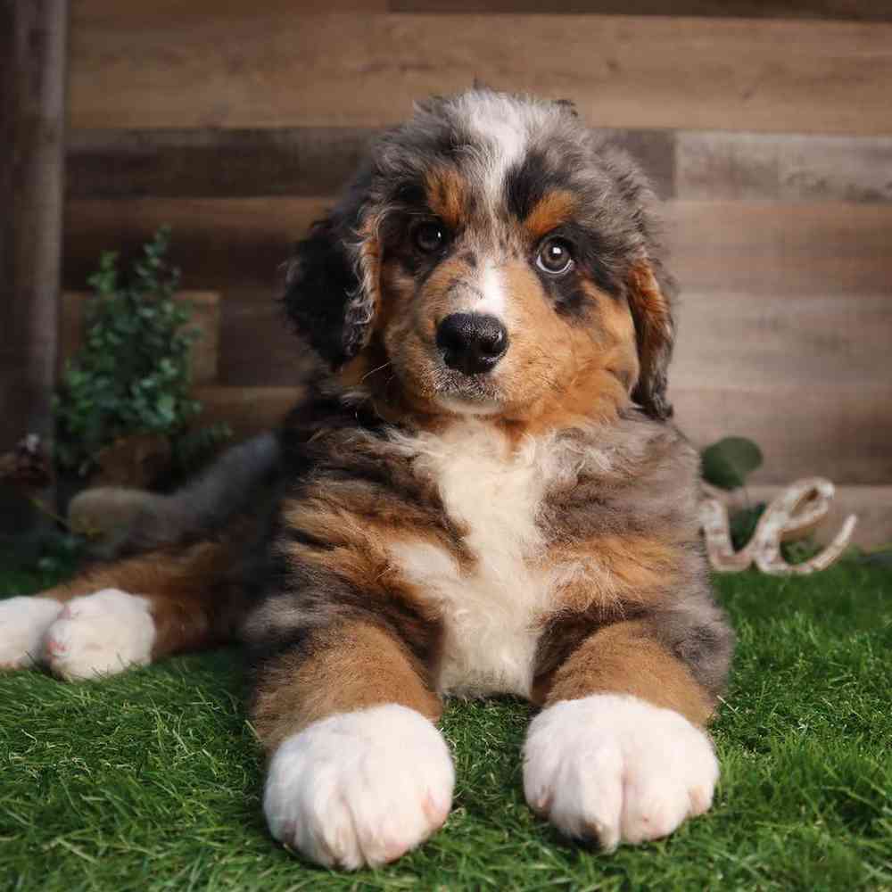 carousel pet images