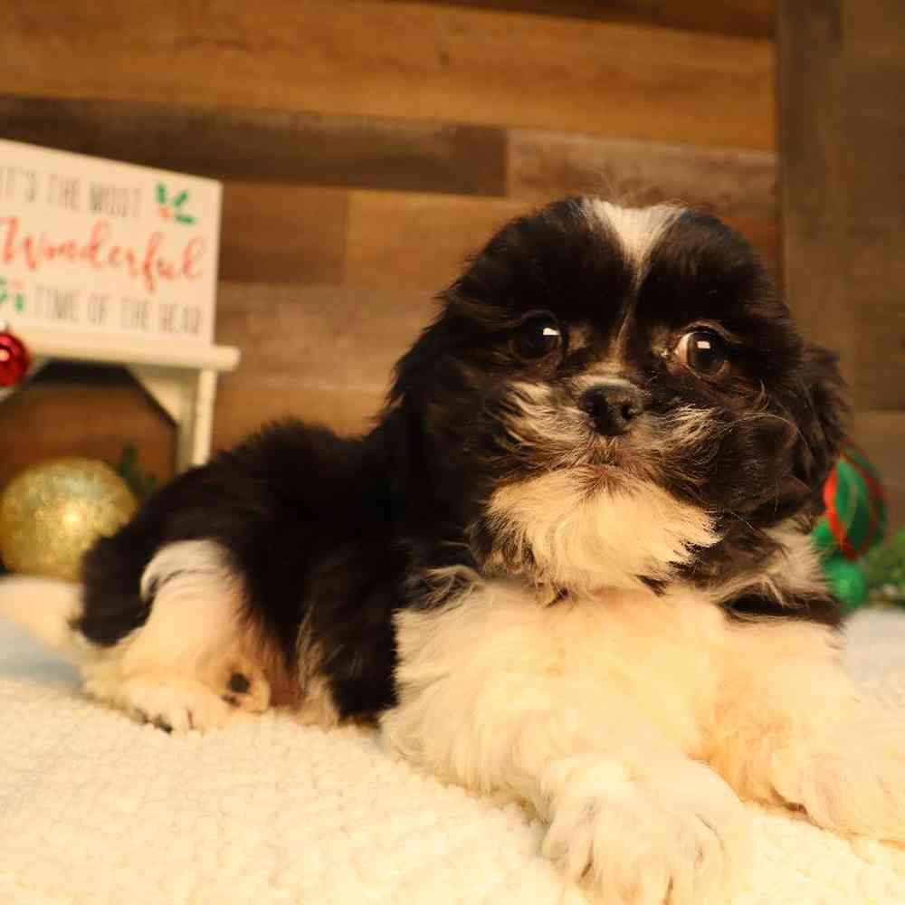 Male Teddy Bear Puppy for Sale in Blaine, MN