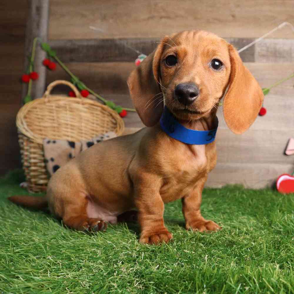 Image of a pet breed in the gallery