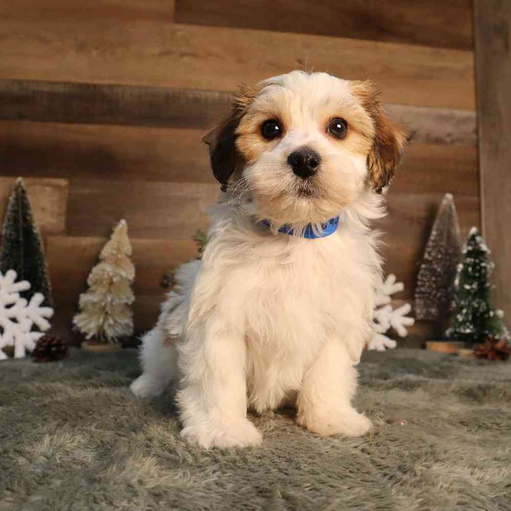 Male Yochon Puppy for Sale in Blaine, MN