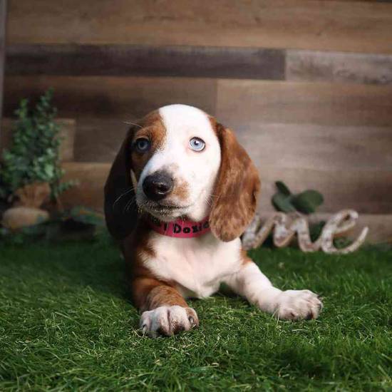 Nala
