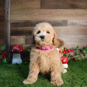 Mini Goldendoodle
