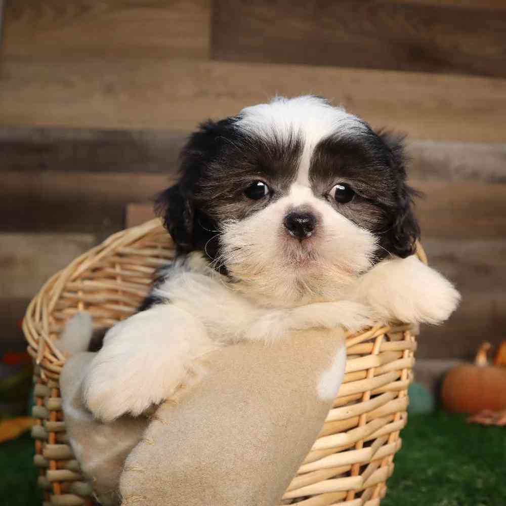Male Shih Tzu Puppy for Sale in Blaine, MN