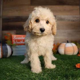 Mini Poodle