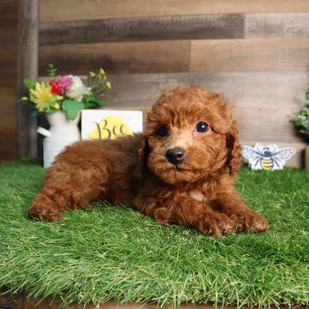 carousel pet images