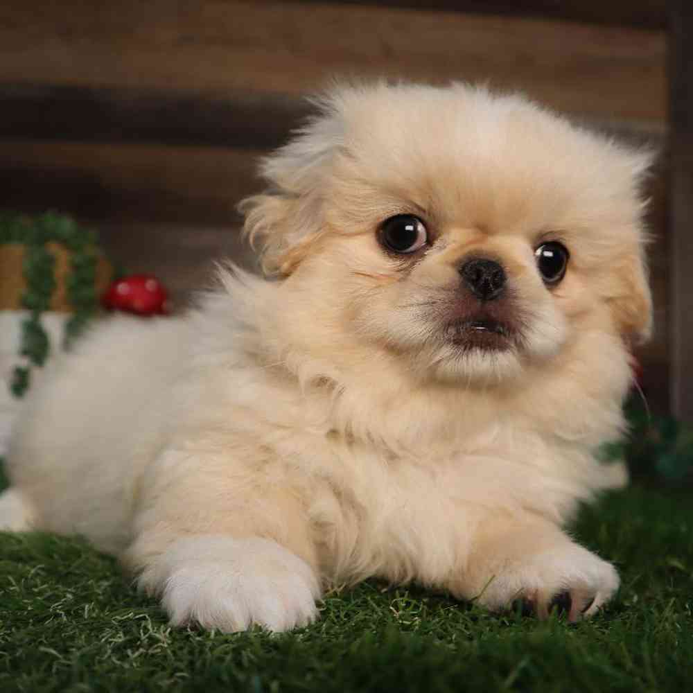 carousel pet images