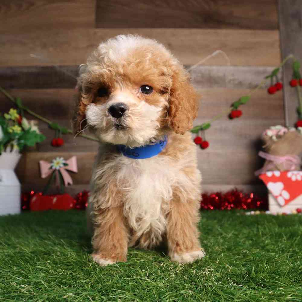 carousel pet images
