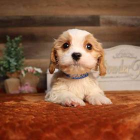 Cavapoo