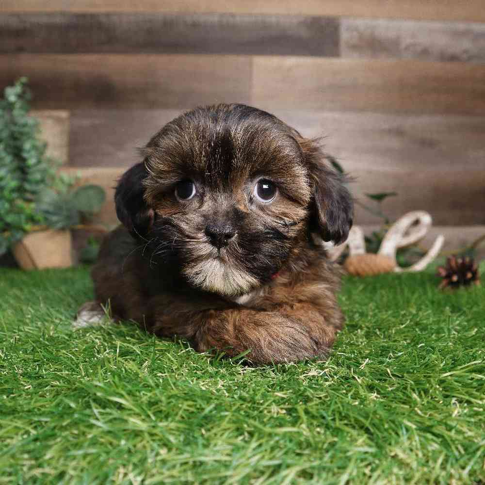 carousel pet images