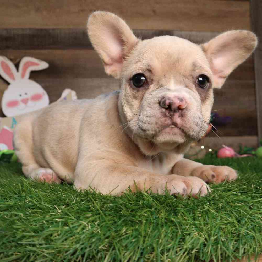 Female French Bulldog Puppy for Sale in Blaine, MN
