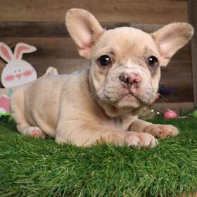 French Bulldog