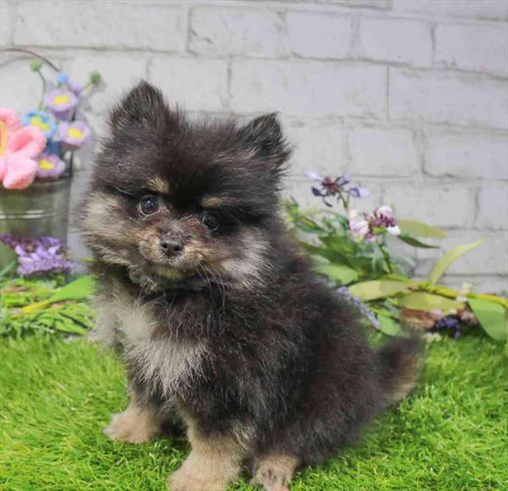 carousel pet images