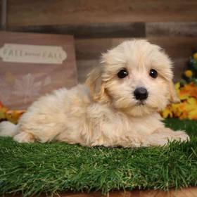 Maltipoo