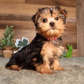 Yorkshire Terrier