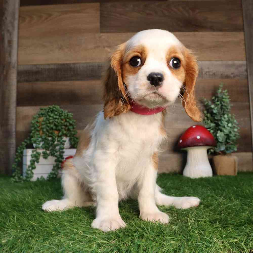 Female Cavalier King Charles Spaniel Puppy for Sale in Blaine, MN